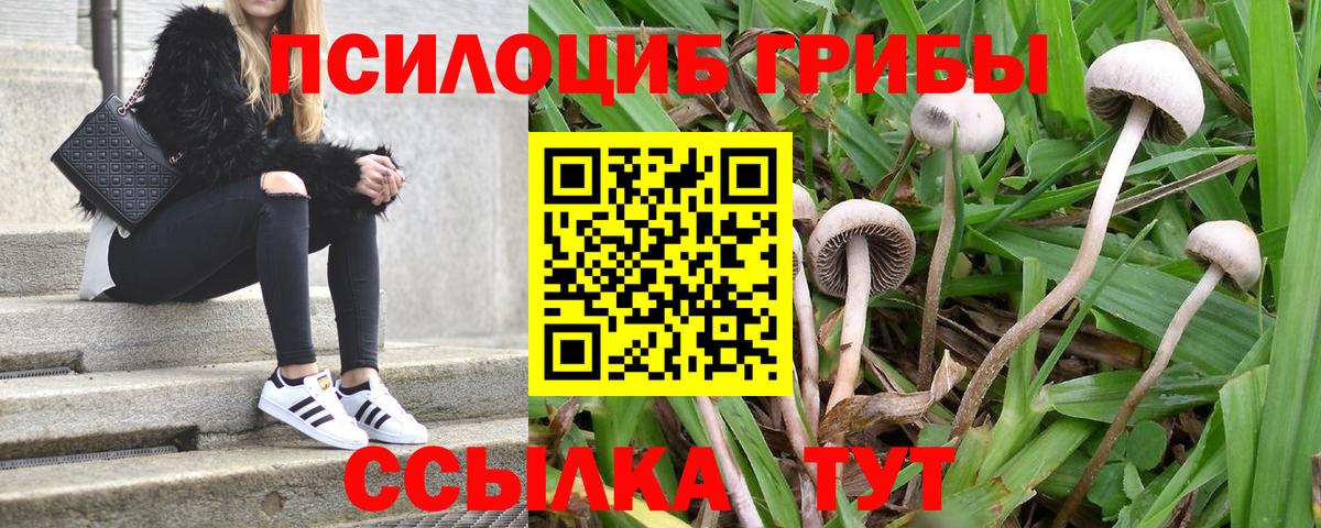 Псилоцибиновые грибы Psilocybine cubensis Сорочинск